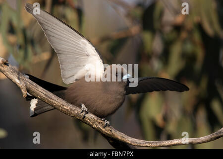 Altrosa Woodswallow (Artamus Cyanopterus) Anzeige auf einem Ast Stockfoto