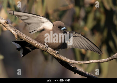 Altrosa Woodswallow (Artamus Cyanopterus) Anzeige auf einem Ast Stockfoto