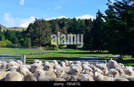 Merino Schafe aufgerundet in Stifte für Scheren am Mt Nicholas Station am Ufer des wunderschönen Lake Wakatipu, Queenstown, Südinsel, Neuseeland Stockfoto