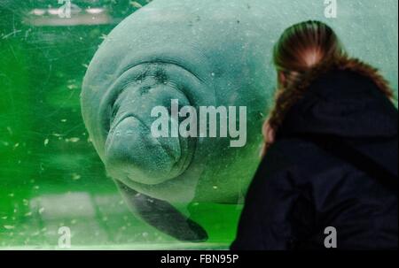 Berlin, Deutschland. 18. Januar 2016. Eine Seekuh, auch bekannt als Seekuh, schwimmt vorbei ein Besucher in seinem Pool im Zoo in Berlin, Deutschland, 18. Januar 2016. Foto: PAUL ZINKEN/Dpa/Alamy Live News Stockfoto