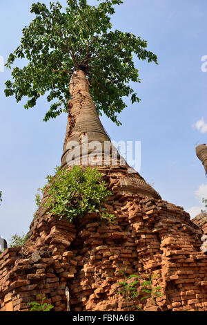 Baum wächst auf einem zerbröckelnden Stupa in den zerbröckelnden Ruinen der ‘Shwe Inn Thein’ Pagoden von Indein, Myanmar Stockfoto