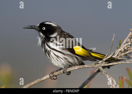 Neues Holland-Honigfresser (Phylidonyris Novaehollandiae) auf einem Toten Ast Stockfoto