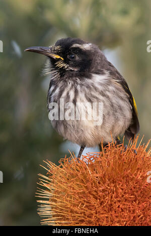 Unreife New Holland Honigfresser (Phylidonyris Novaehollandiae) auf eine Banksia-Blume Stockfoto