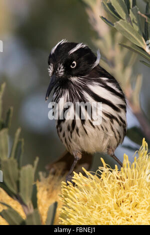 Neues Holland-Honigfresser (Phylidonyris Novaehollandiae) auf eine Banksia-Blume Stockfoto