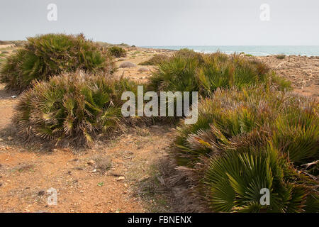 Mediteranean Fan Farn, Palmito, Europäische Fächerpalme, Europäische Zwergpalme, Zwerg-Palme, Palme, Palmen, Chamaerops humilis Stockfoto