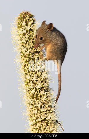 Honig-Possum (Tarsipes Rostratus) Fütterung auf Grasbaum (Xanthorrhoea Australis) Blumen Stockfoto