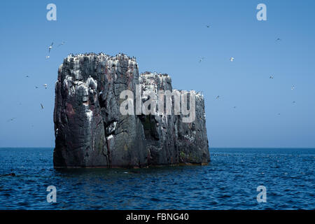 Seevögel auf einer der Farne Islands vor der Küste von Northumerland, England. Stockfoto