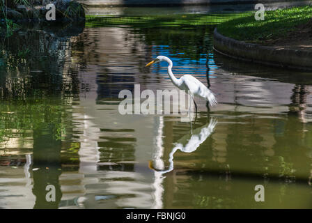 Weißer Reiher im Gelände der Catete Palast, Rio De Janeiro, Brasilien Stockfoto