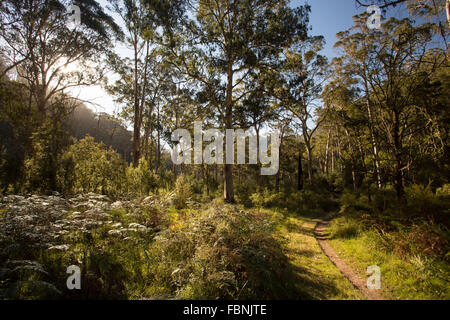 Die Basis der epischen Spazier-und Radwege Track genannt Delatite River Trail in der Nähe von Mirimbah, Mt Buller in Victoria, Australien Stockfoto