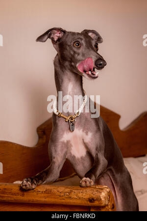 Genießen ihren Urlaub im Hotel Whippet in West Sussex Whippet. Ein Hund leckte sich die Lippen. Stockfoto