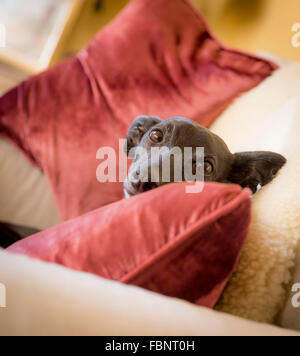Whippet-genießen ihren Urlaub im Hotel Whippet in West Sussex, UK. Stockfoto