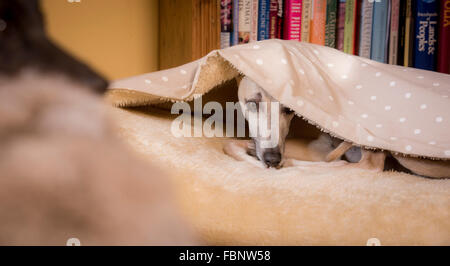 Whippet-genießen ihren Urlaub im Hotel Whippet in West Sussex, UK. Zu Gast in einem Hundebett. Stockfoto
