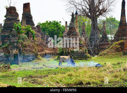 Bullock abschürfungen unter den alten ruiniert Stupas, wo man repariert wird, in dem Dorf Samkar am südlichen Ende der Inle See, Myanmar, Birma Stockfoto