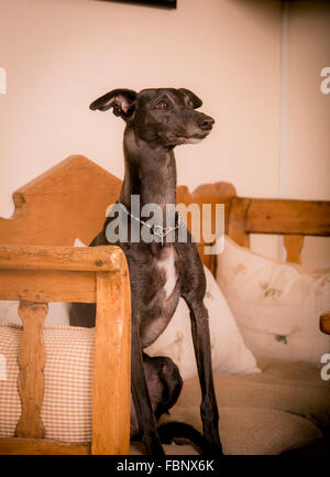 Whippet-genießen ihren Urlaub im Hotel Whippet in West Sussex, UK. Stockfoto