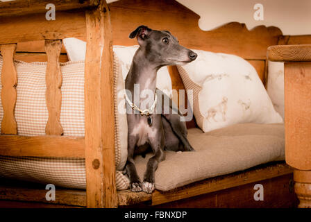 Whippet-genießen ihren Urlaub im Hotel Whippet in West Sussex, UK. Stockfoto