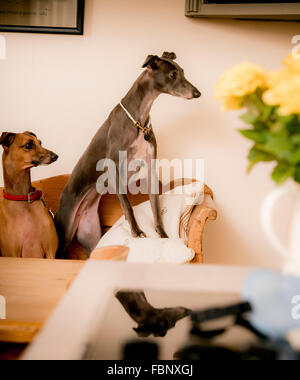 Whippet-genießen ihren Urlaub im Hotel Whippet in West Sussex, UK. Stockfoto
