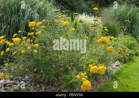 ACHILLEA FILIPENDULINA TUCH DES GOLDES Stockfoto