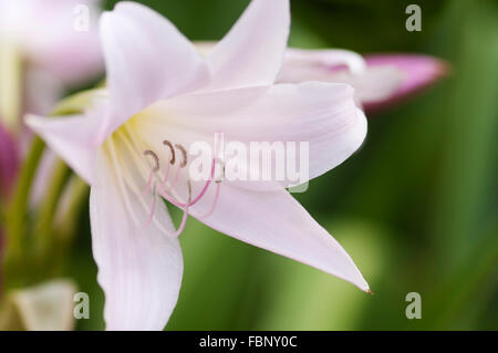 CRINUM X POWELLII Stockfoto