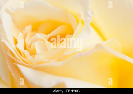 ROSA FRIEDEN MADAME A MEILLAND MAKROAUFNAHME Stockfoto