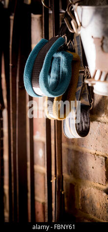 Whippet-genießen ihren Urlaub im Hotel Whippet in West Sussex, UK. Stockfoto