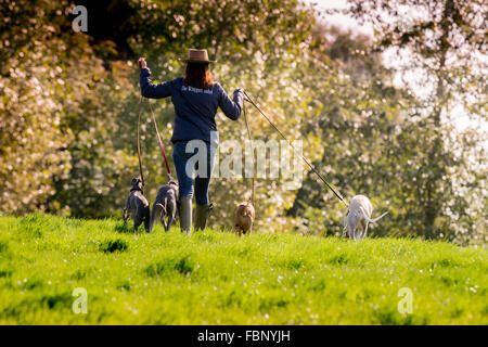 Whippets genießen ihren Urlaub im Whippet Hotel in West Sussex mit Hotelbesitzerin Caroline Patey-Johns. Stockfoto