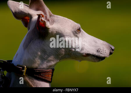 Whippet-genießen ihren Urlaub im Hotel Whippet in West Sussex, UK. Stockfoto