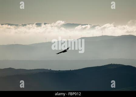 Erwachsenen eurasischen Gänsegeier Silhouette schweben über niedrigen Hügeln mit Windkraftanlagen und Wolkenbank im Abstand Stockfoto