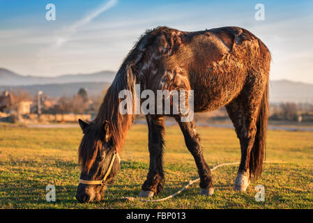 Pferd auf der Weide grasen. Stockfoto