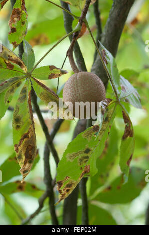 CAMERARIA OHRIDELLA ROSSKASTANIE MINIERMOTTE INFIZIERT AESCULUS TURBINATA JAPANISCHE ROSSKASTANIE BLÄTTER Stockfoto