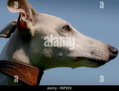 Whippet-genießen ihren Urlaub im Hotel Whippet in West Sussex, UK. Stockfoto