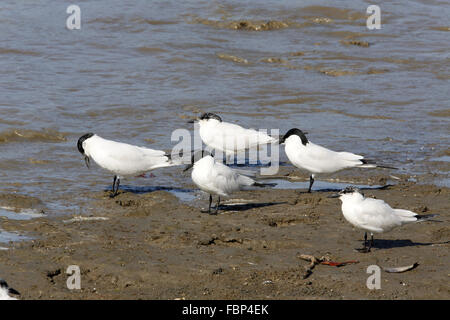 Möwe-billed Tern, Gelochelidon Nilotica, Roost auf Cairns Esplanade Stockfoto