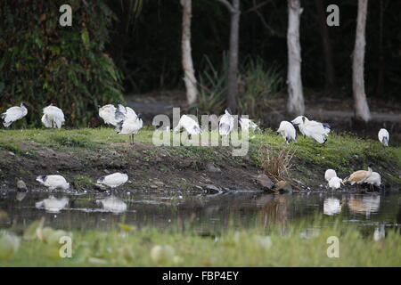 Australische White Ibis Threskiornis Moluccus Gruppe Schlafplatz am Centennial Seen, Cairns Stockfoto