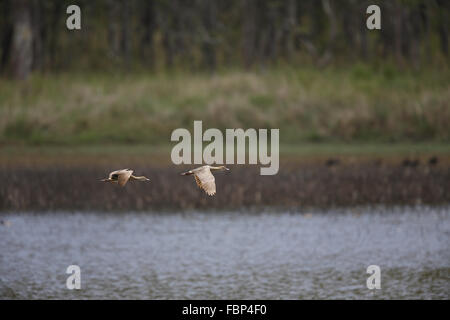 Gefiederte Pfeifen-Ente Dendrocygna Eytoni überfliegen Hastie Sumpf, Queensland Stockfoto