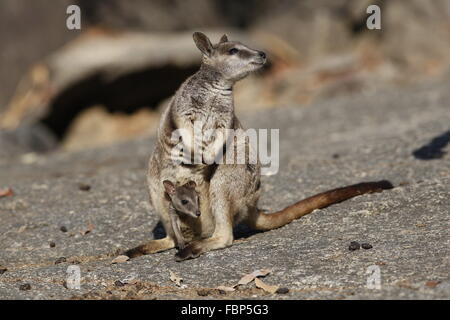 Mareeba Rock-Wallaby, Petrogale Mareeba mit Joey im Beutel Stockfoto