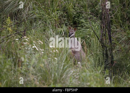 Hübsches Gesicht Wallaby (Whiptail Wallaby), Macropus parryi Stockfoto