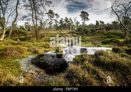 Gefrorenen Teich in der Nähe von Blackdown Hügel - Nationalpark South Downs, Sussex, England Stockfoto