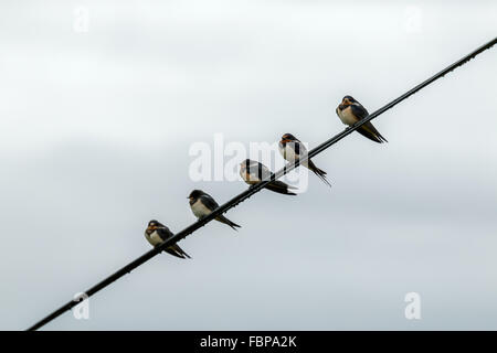 Europäischen Rauchschwalbe (Hirundo Rustica) ruht auf einem Telefon-Draht Stockfoto