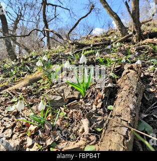 Schneeglöckchen (Galanthus Nivalis) im Wald im Frühling Stockfoto