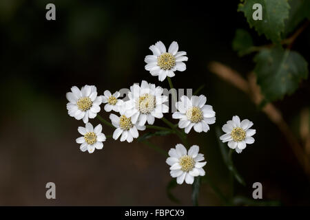 Sneezewort (Achillea Ptarmica) Stockfoto