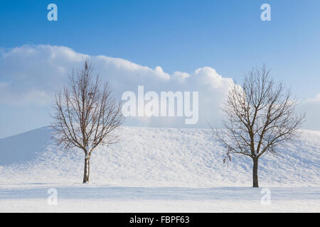 Zwei einsame Bäume in einer Winterlandschaft unter blauem Himmel Stockfoto