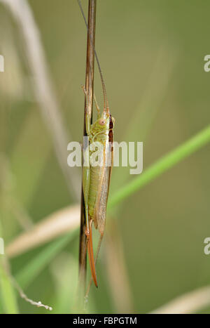 Lange-winged Kegel-Kopf - verfärben Conocephalus Cricket auf Grass Stamm Stockfoto