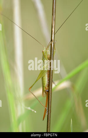 Lange-winged Kegel-Kopf - verfärben Conocephalus Cricket auf Grass Stamm Stockfoto