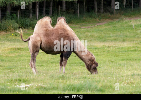 Baktrischen Kamel (Camelus Bactrianus) Stockfoto