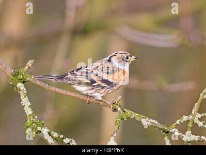 Bergfink (Fringilla montifingilla) Stockfoto