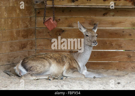 Thorold Hirsch (Cervus Albirostris) oder White-Lipped Hirsch Stockfoto