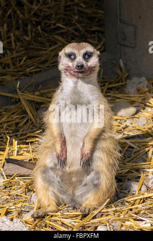 Erdmännchen (Suricata Suricatta) sah aus wie ein z0mbie nach dem Essen Stockfoto