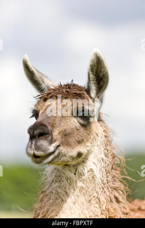 Schuss in den Kopf von einem Lama in Knowsley Safari Park Stockfoto