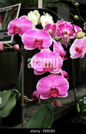 Rosa Phalaenopsis-Orchideen oder bekannt als Nachtfalter-Orchideen Stockfoto