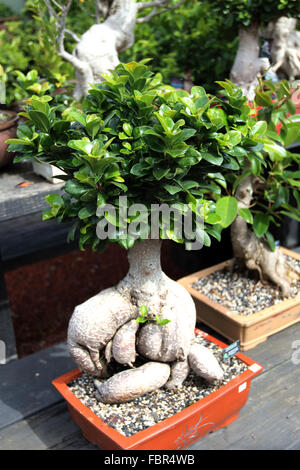 Ficus Microcarpa Retusa oder bekannt als Banyan-Feigen Stockfoto