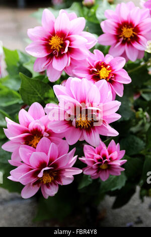 Bloooming Dahlia Dalaya Yogi Blumen Stockfoto